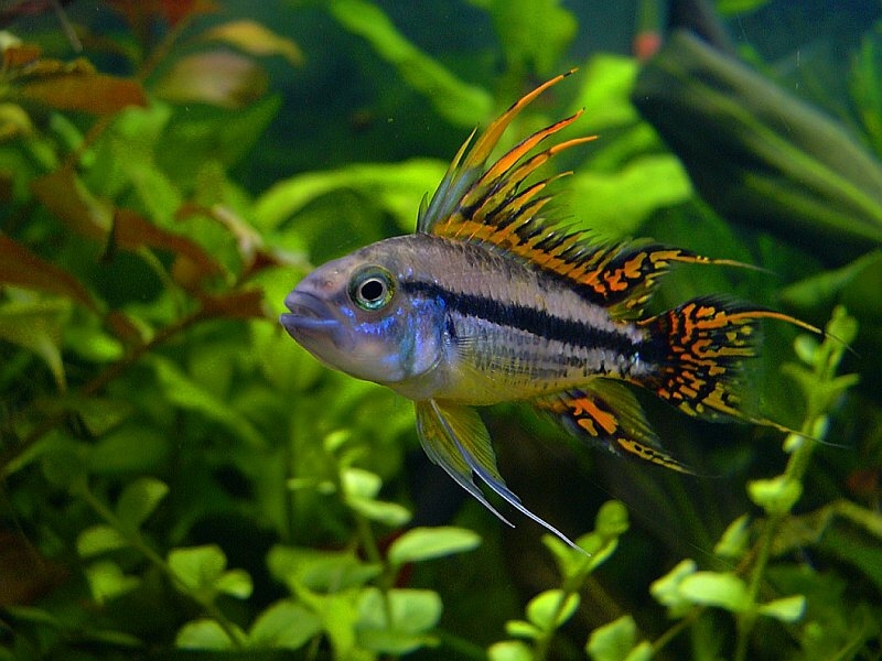 Apistogramma cacatuoides