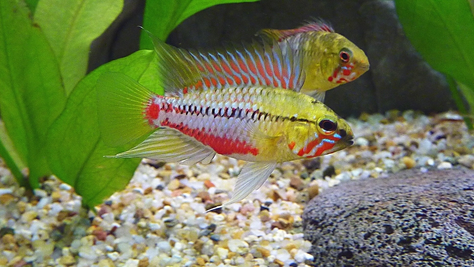 Apistogramma Hongsloi