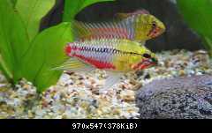 Apistogramma Hongsloi