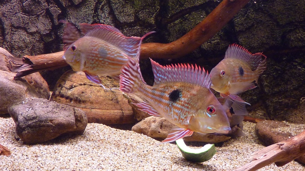 Geophagus megasema