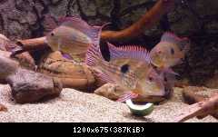 Geophagus megasema