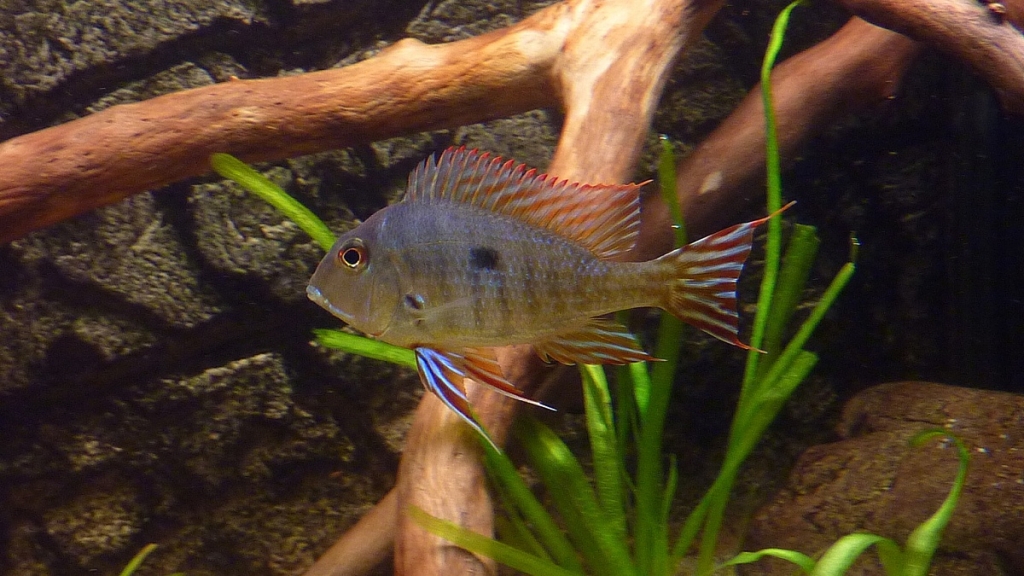 Geophagus sp. Redhead