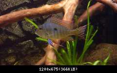 Geophagus sp. Redhead