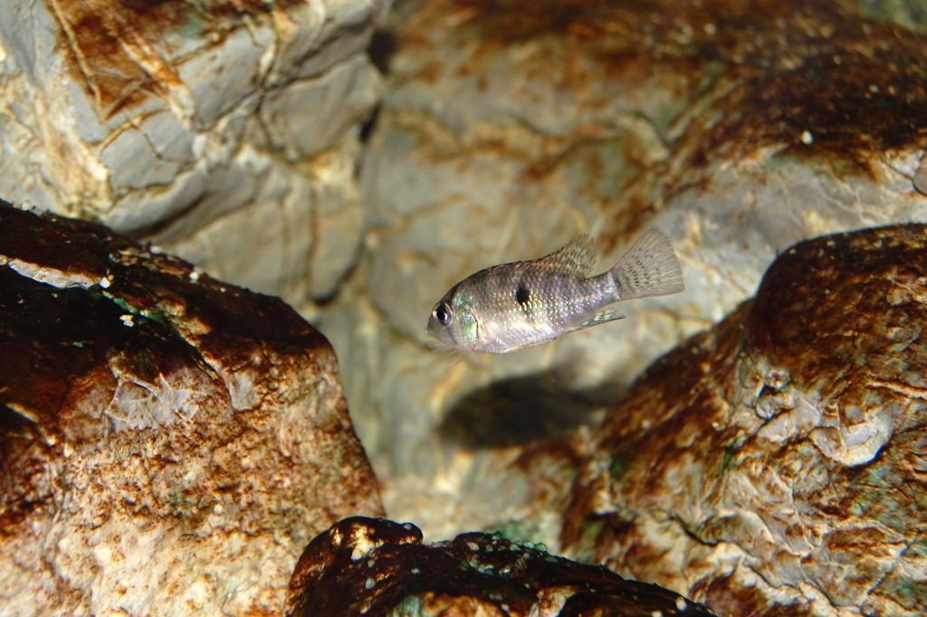 Geophagus brasiliensis