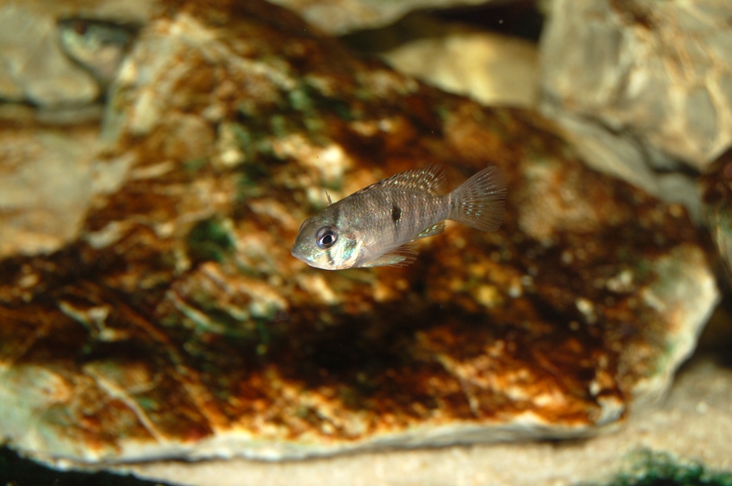 Geophagus brasiliensis