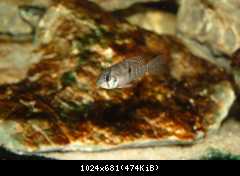 Geophagus brasiliensis