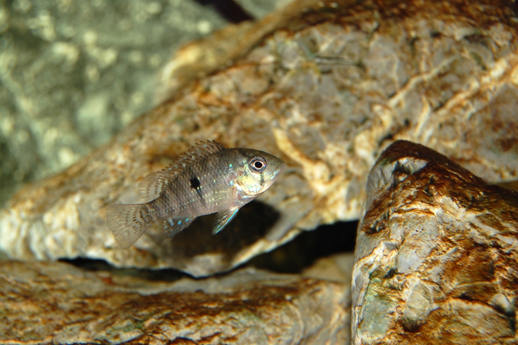 Geophagus brasiliensis