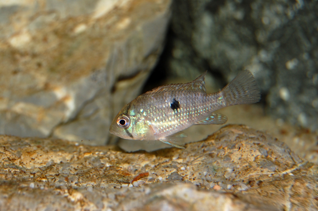 Geophagus brasiliensis