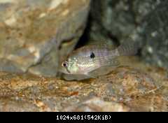 Geophagus brasiliensis
