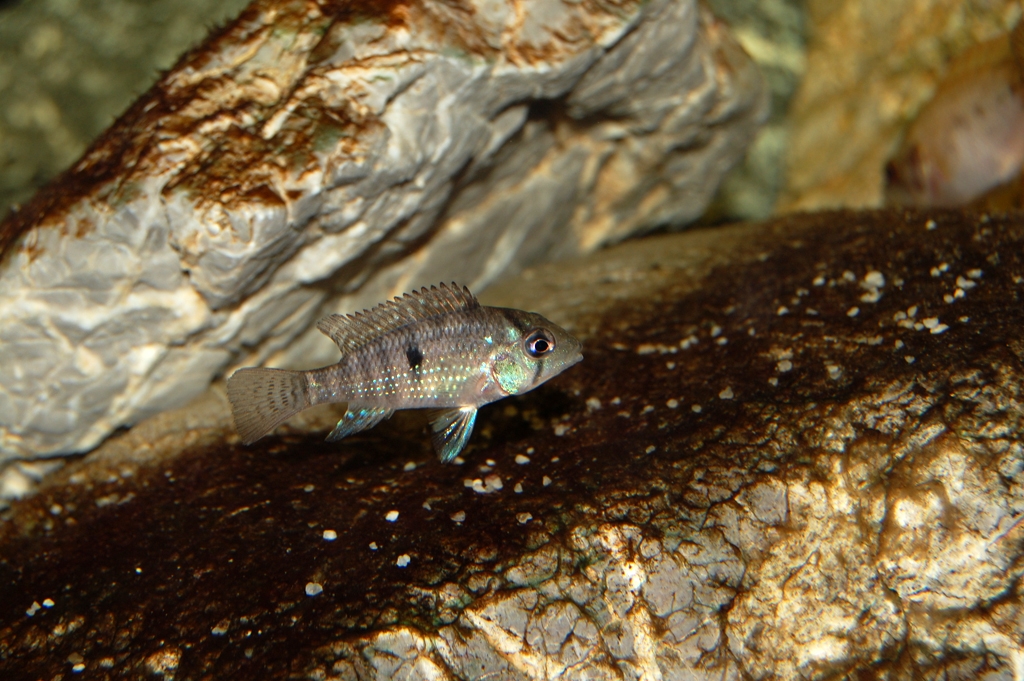 Geophagus brasiliensis