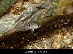 Geophagus brasiliensis