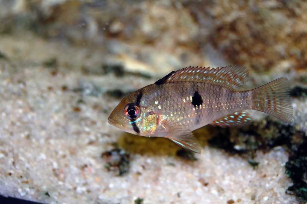 Geophagus brasiliensis