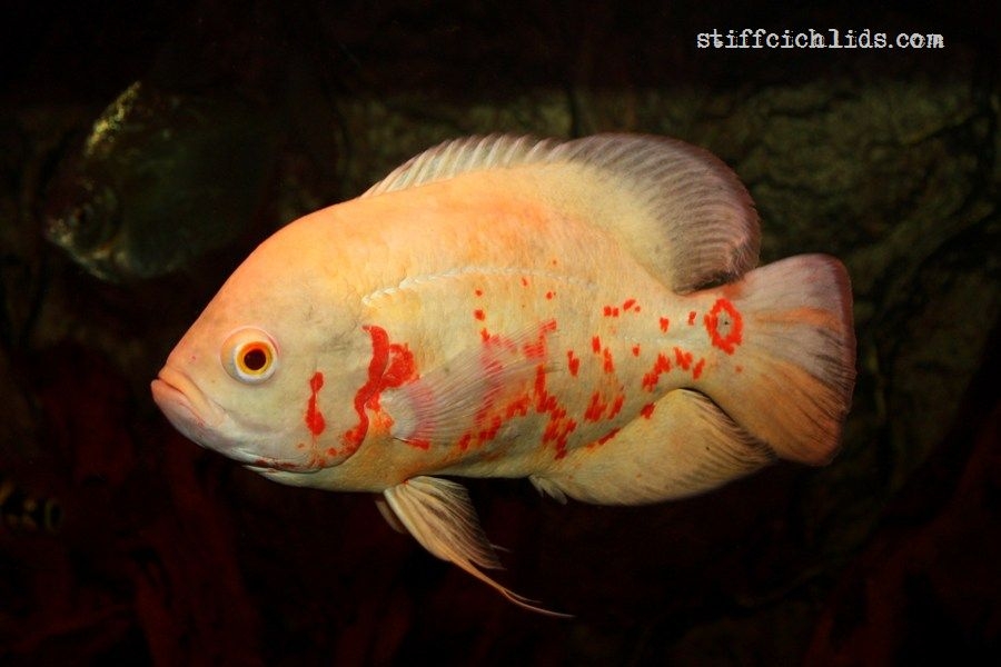 Astronotus ocellatus albin red tiger