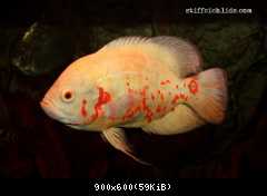 Astronotus ocellatus albin red tiger