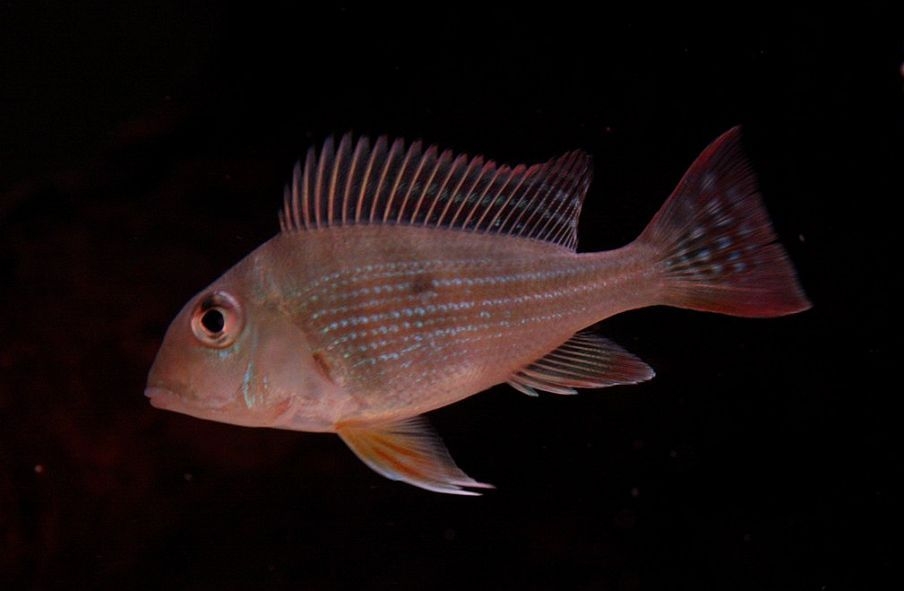 geophagus altifrons 6cm