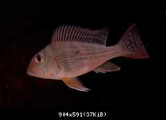 geophagus altifrons 6cm