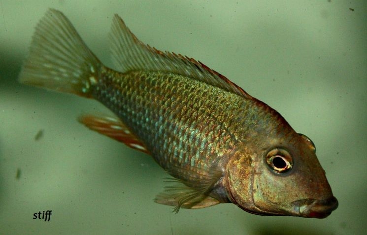 geophagus steindachneri