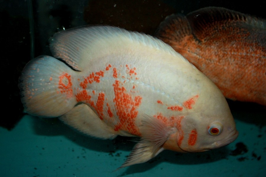 Astronotus ocellatus albin red tiger