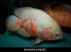 Astronotus ocellatus albin red tiger
