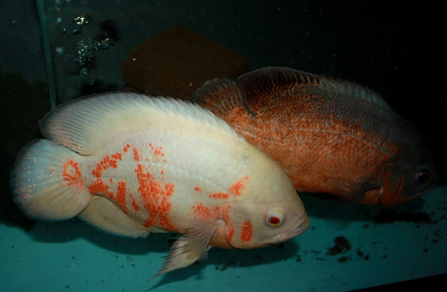 Astronotus ocellatus albin red tiger