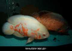 Astronotus ocellatus albin red tiger