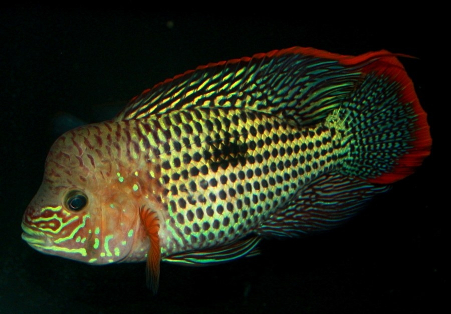 Aequidens rivulatus