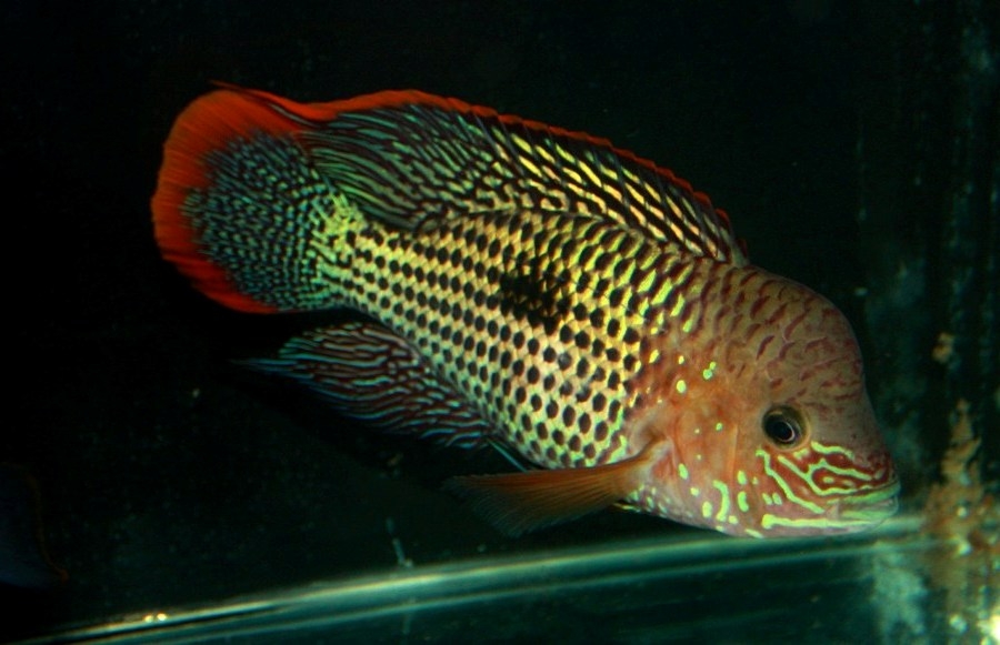 Aequidens rivulatus