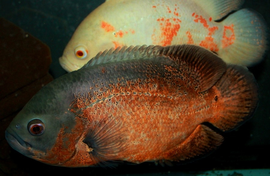 Astronotus ocellatus red