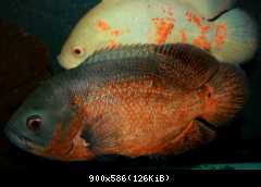 Astronotus ocellatus red