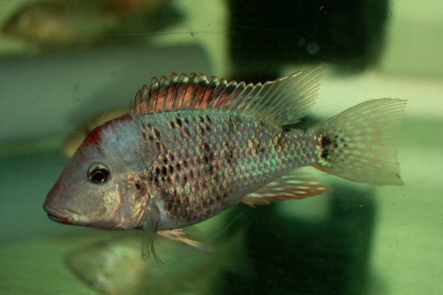 Geophagus steindachneri