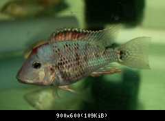 Geophagus steindachneri