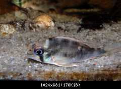 Biotodoma cupido