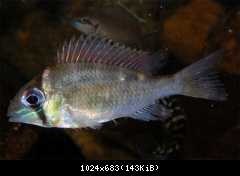 Biotodoma cupido