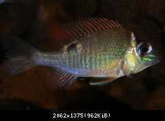 Biotodoma cupido