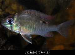 Biotodoma cupido