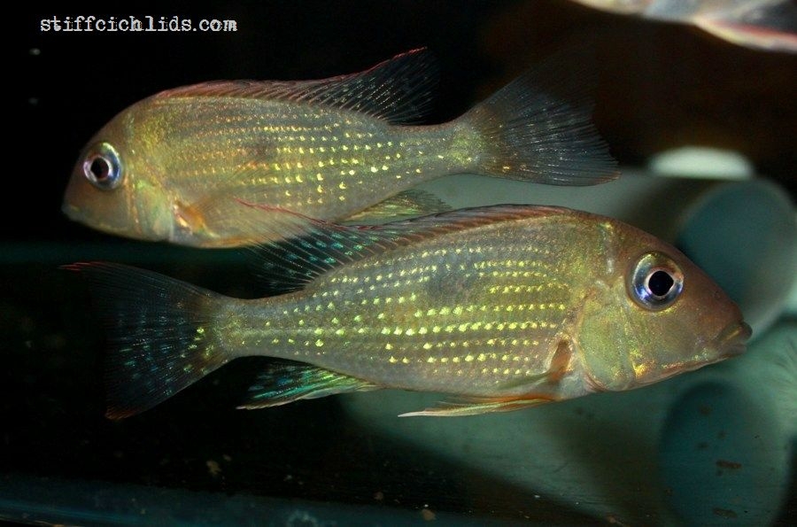 Geophagus camopiensis - mládež