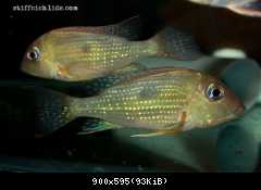 Geophagus camopiensis - mládež