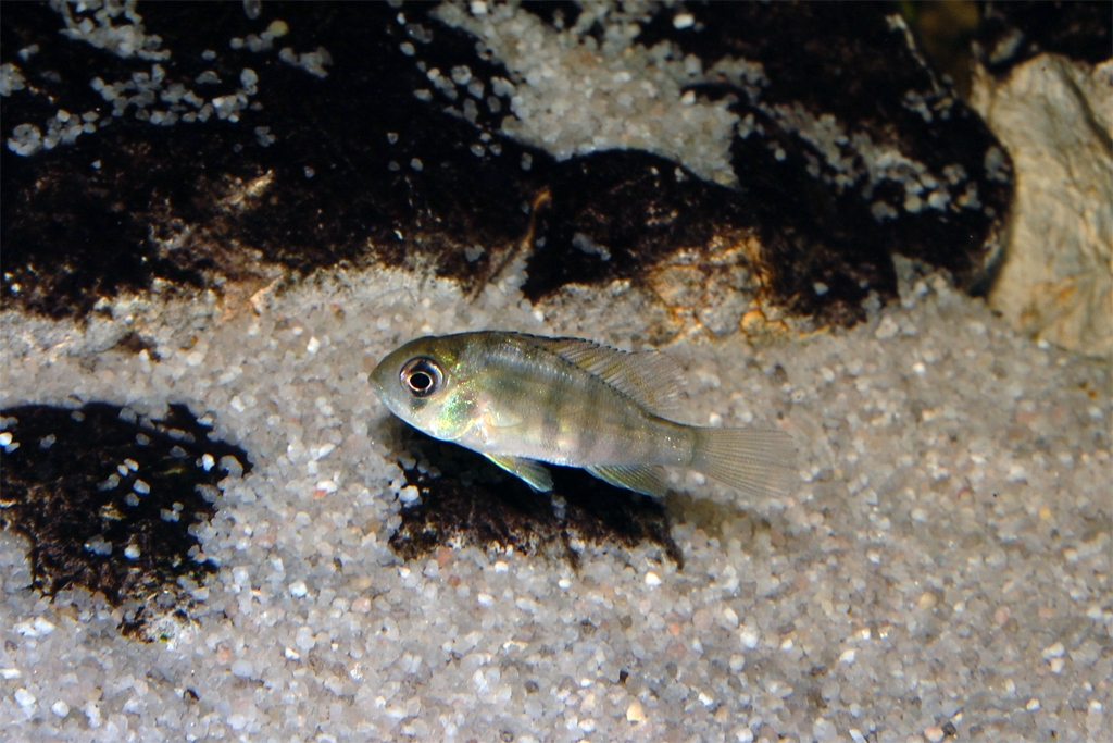 Gymnogeophagus balzanii