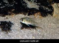 Gymnogeophagus balzanii