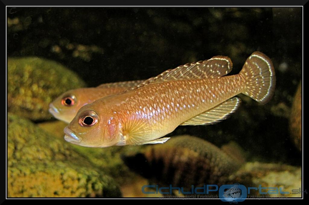 Lamprologus ornatipinis