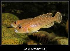 Lamprologus ornatipinis