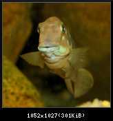 Eretmodus cyanostictus "Makombe"