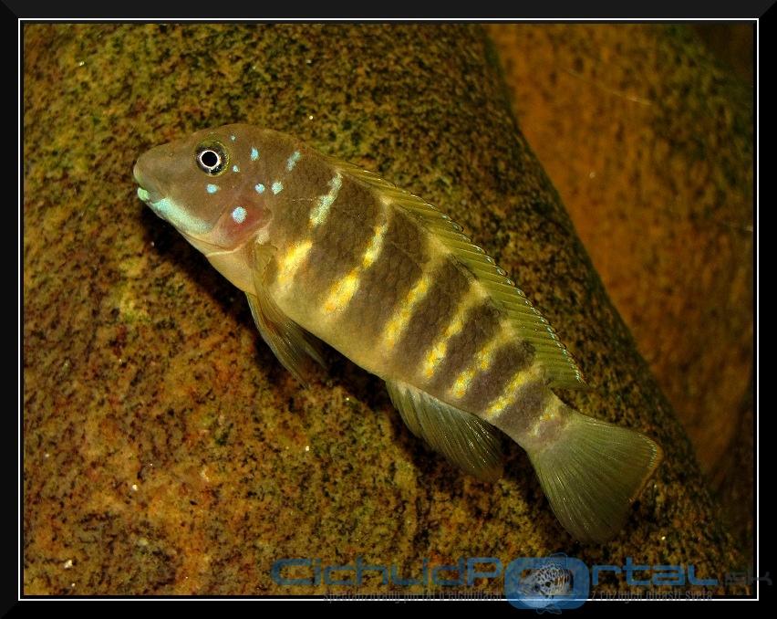 Eretmodus cyanostictus "Makombe"