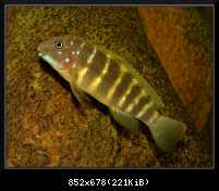Eretmodus cyanostictus "Makombe"