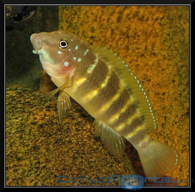 Eretmodus cyanostictus "Makombe"