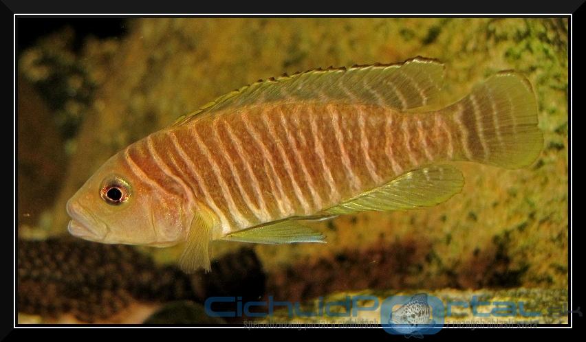 n. similis