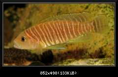 n. similis