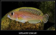 L. ornatipinnis