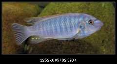 L. trewavasae