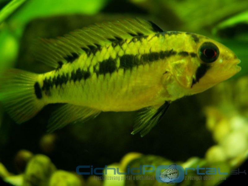 Apistogramma macmasteri red mask - samica